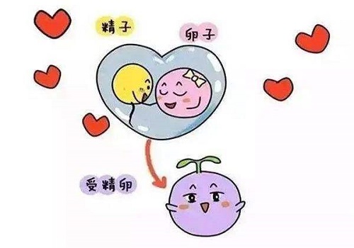 泰国试管成功率与什么因素有关