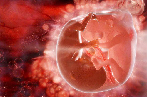 试管婴儿中怎么知道精子与卵子受精成功