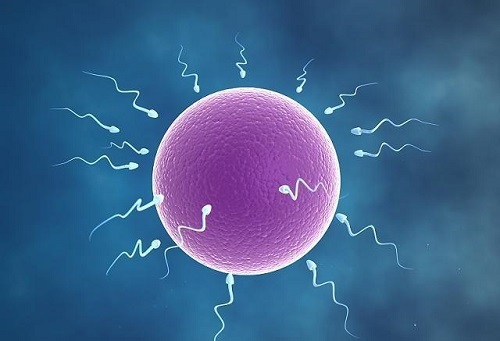 泰国试管放2个胚胎的成活率是多少？囊胚呢？