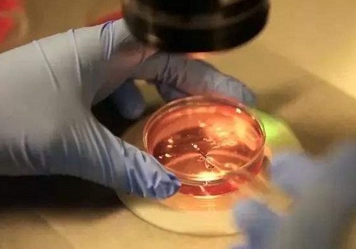 邓絮阳在美国试管婴儿答疑会上的重点讲解
